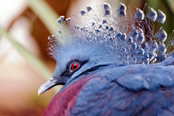 Bel oiseau fabuleux à la recherche