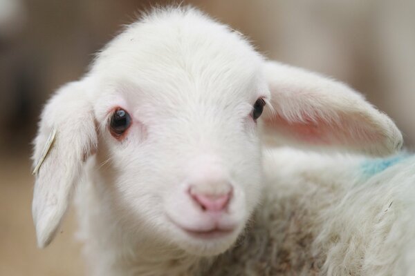 White sheep close-up