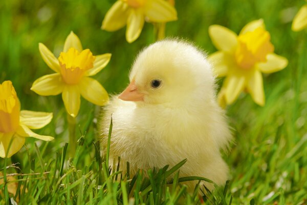 Kleines Huhn, Gras Narzisse