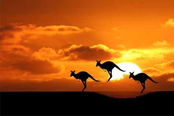 Kangourous australiens au coucher du soleil