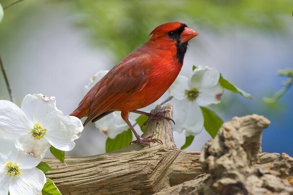 Pájaro con flores de manzana de primavera