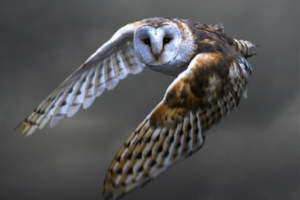 Owl barn owl in flight on a blurry background