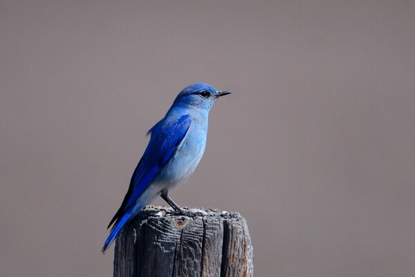 Blauer Vogel lila Amsel