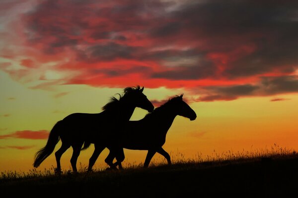 Silhouette: horses on sunset background