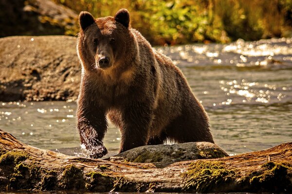 A proud bear comes out of a mountain river