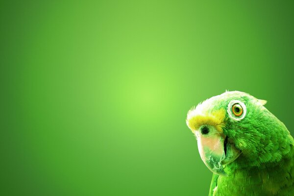 Green parrot macro clear photo