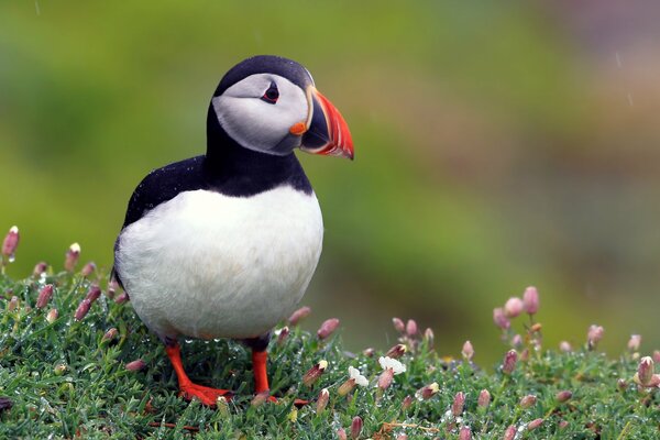 Puffin bird in nature among lilac flowers