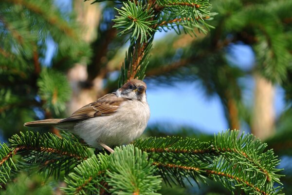 A sparrow is sitting on the branches of a fluffy spruce