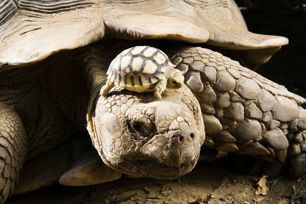 Eine große Schildkröte hält ein Jungtier auf dem Kopf