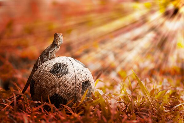 Lagarto futbolista en los rayos de la gloria