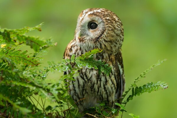 Owl on a branch with a blurry background