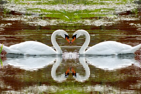 Amour de beaux cygnes sur le lac