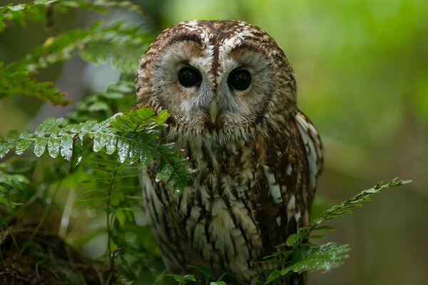 Hibou caché dans la verdure de la forêt