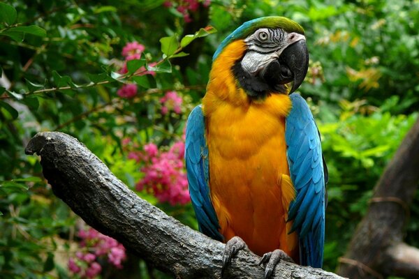 Tiere. Der Vogel. Papagei Ara