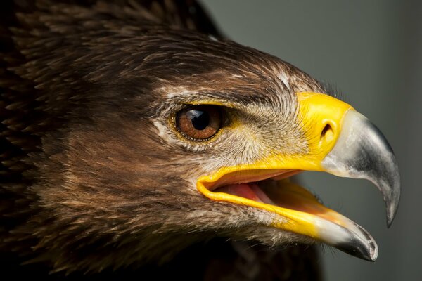 Predatory eagle beautiful big beak