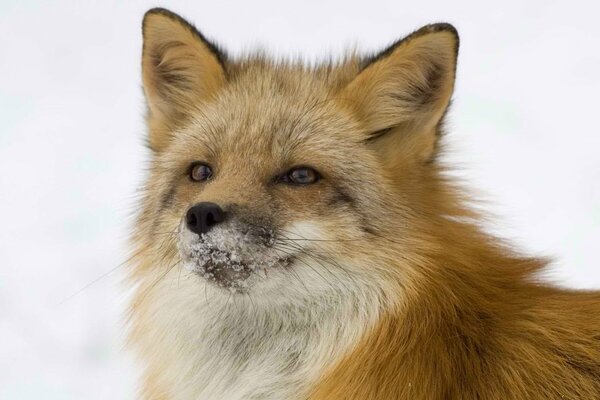 Red fox in winter, looking into the distance