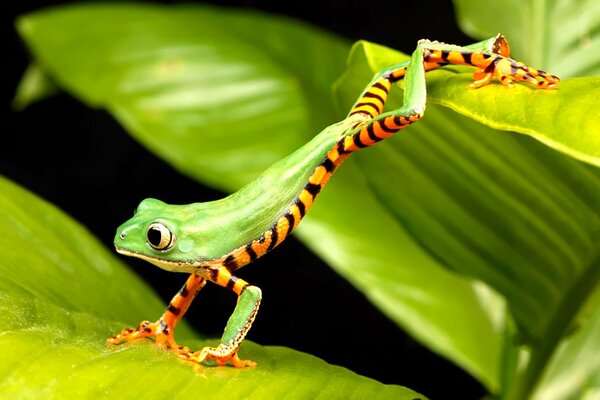 Grenouille rare sur les feuilles