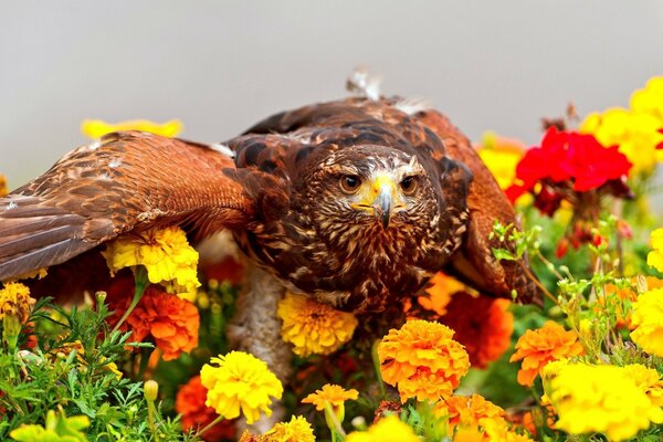 The predatory gaze of a bird in marigolds