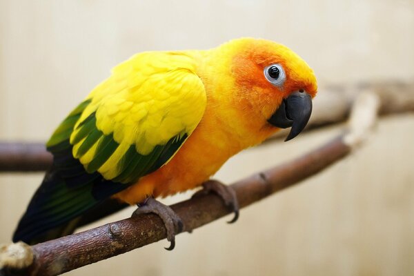 Perroquet jaune sur une branche près de