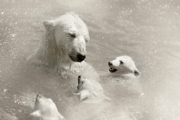 Ours polaire et trois oursons