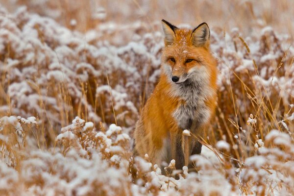 Ein Fuchs in einem schneebedeckten Feld