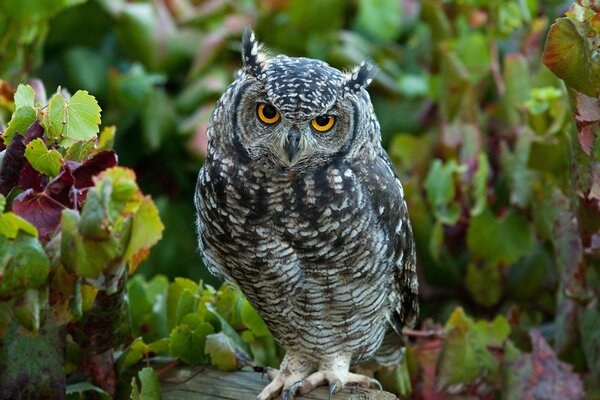 An owl with an interesting look on a log