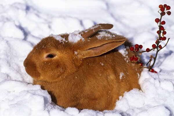 Ein roter Hase sitzt im weißen Schnee