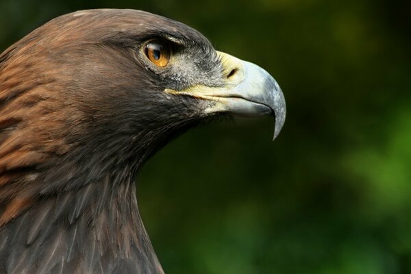 The predatory gaze of a hawk