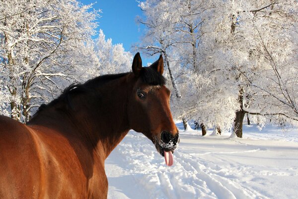 Humour cheval. Langue gelée