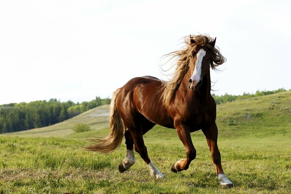 Pferd auf einer grünen Wiese im natürlichen Lebensraum