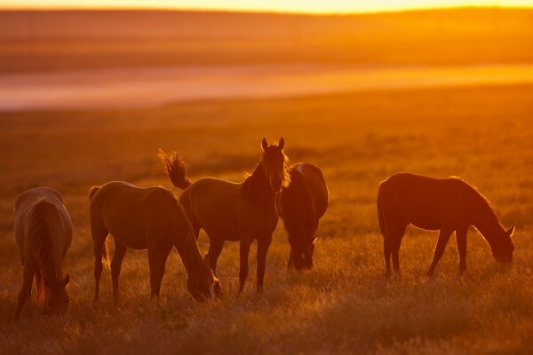 Manada de caballos en el campo nocturno