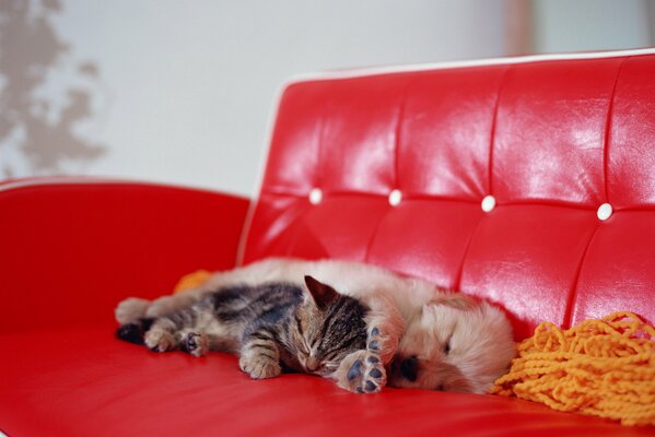 Chicas lindas durmiendo en un abrazo