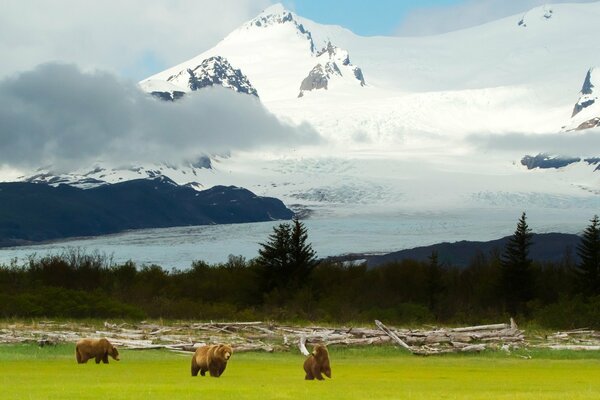 Osos y paisaje nevado