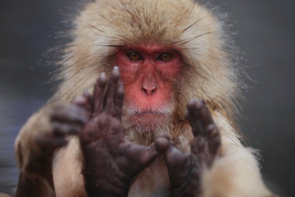 Macaque du Nord fuscata