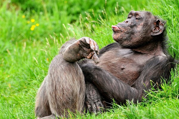 Funny primate resting on the grass