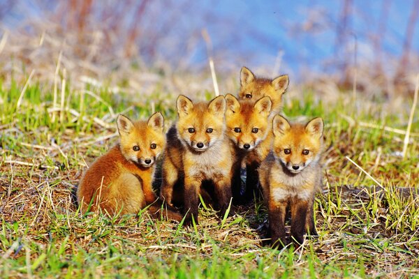 Renard roux assis sur l herbe