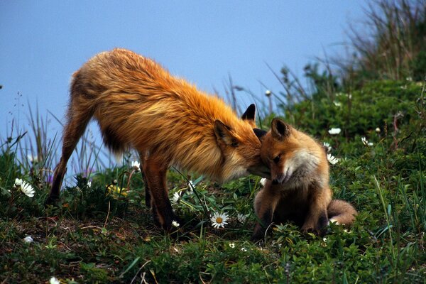 Cute family of red foxes