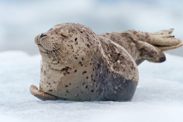 Robben-Baby im Schnee