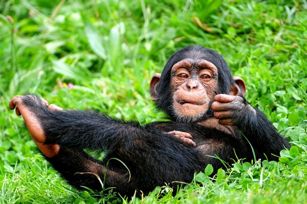 Chimpanzé au repos sur l herbe