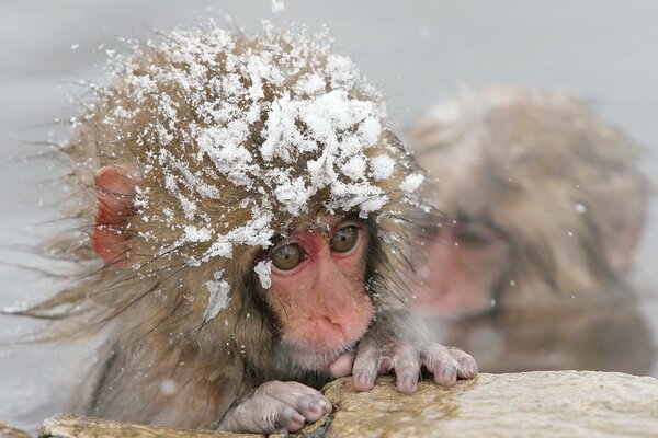 Scimmie che nuotano in inverno nella primavera calda