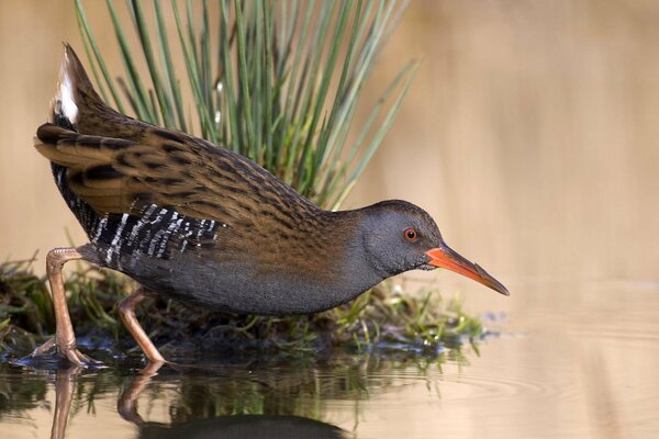 Chasse aux oiseaux de poissons dans l étang