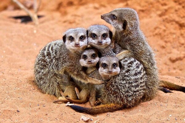 Jolie famille de suricates