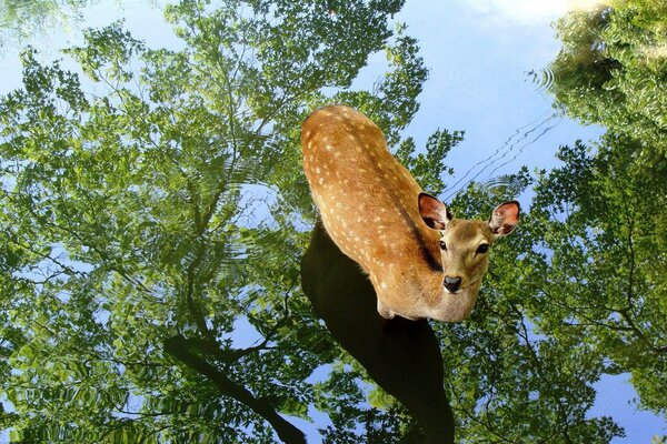 Cerbiatto cammina attraverso una pozzanghera nella foresta