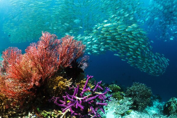 Helle Fische, Karolen und Unterwasserwelt