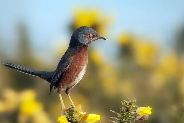 El pájaro se sienta en una flor, sobre un fondo borroso