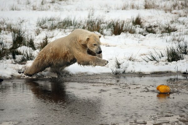 Polar bear fishing