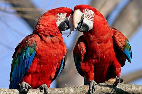 Two macaw parrots on a tree