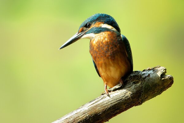 An ordinary kingfisher on a dry branch