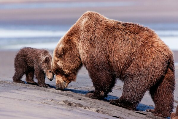 Oso grande y pequeño oso