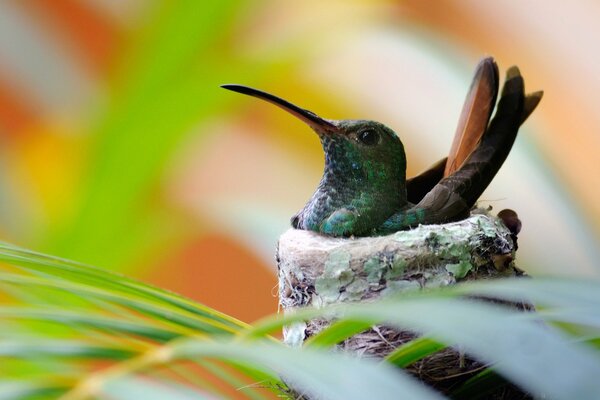 Beautiful bird calibri in the nest